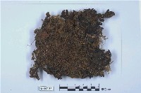 藏品(牛皮葉屬)的圖片